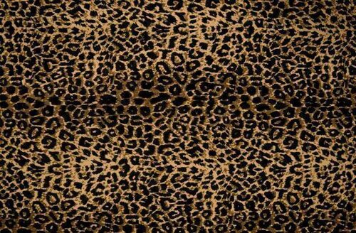 Cheetah facts: Cheetah and extinction