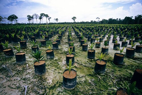Deforestation facts: Deforestation in green tropical forest