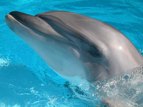 Dolphin facts: Dolphin and Adapted eyes