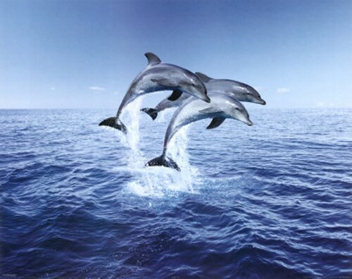 Dolphin facts: Dolphin and its intelligence