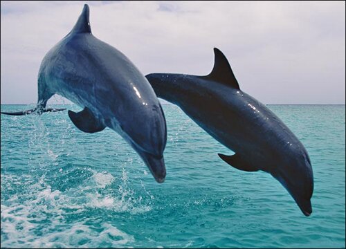 Dolphin facts: Dolphin and its natural predator