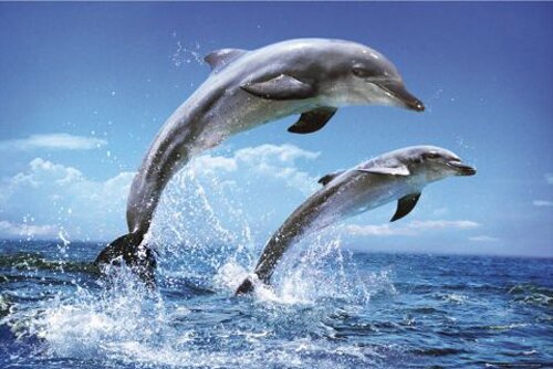Dolphin facts: Dolphin and its sense of hearing