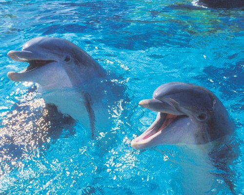Dolphin facts: Dolphins and favorite food