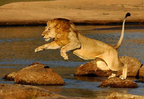 Lion facts: Male lion