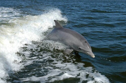 Bottlenose dolphin facts: Bottlenose dolphin on Sea