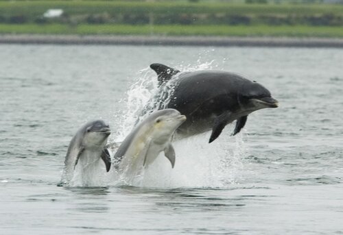 Bottlenose dolphin facts: Bottlenose dolphin with calf