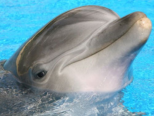 Bottlenose dolphin facts: Cute bottle nose dolphin