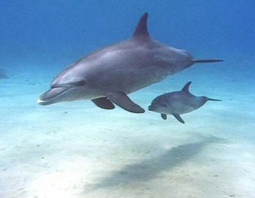 Bottlenose dolphin facts: baby bottlenose dolphin