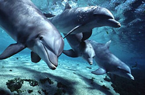 Bottlenose dolphin facts: bottlenose dolphins underwater