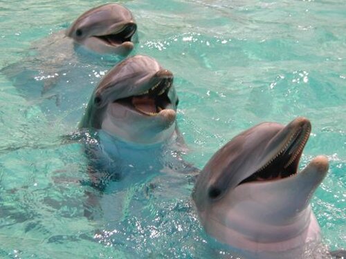 Bottlenose dolphin facts: smiling dolphin