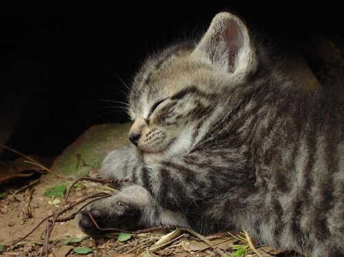 Cat facts: Sleeping cat