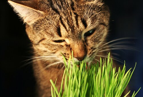 Cat facts: cat eating grass
