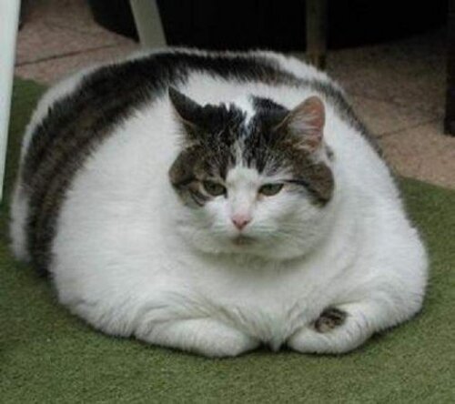 Cat facts: fat cat