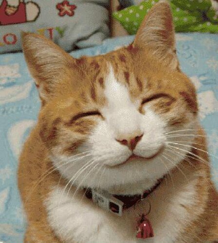 Cat facts: smiling cat