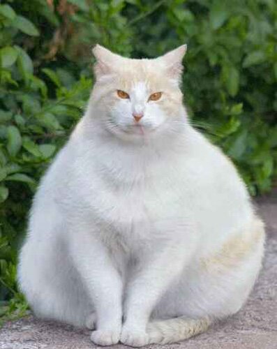 Cat facts: white fat cat