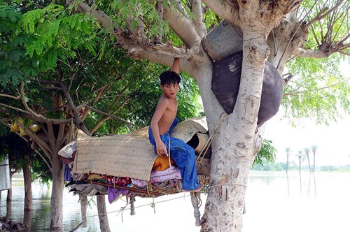 Flood facts: a kid on a tree