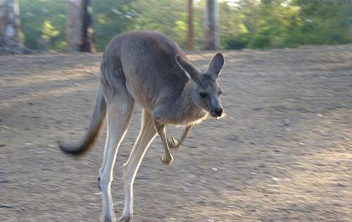 Kangaroo facts: eastern grey kangaroo