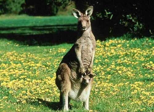 Kangaroo facts: funny kangaroo