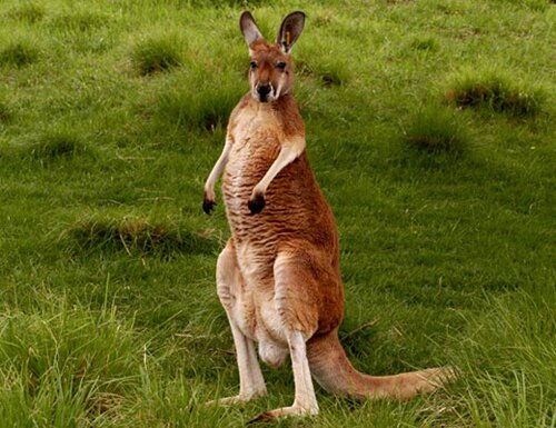 Kangaroo facts: red kangaroo