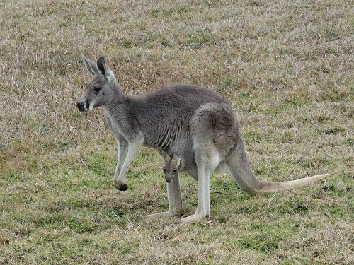 Kangaroo facts: western grey kangaroo