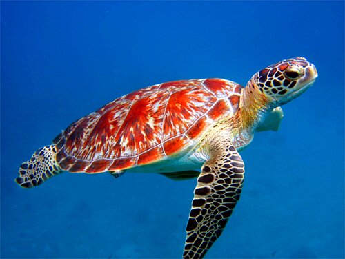 10 Interesting Sea turtle Facts