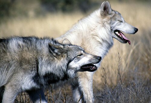 10 Interesting Wolf Facts