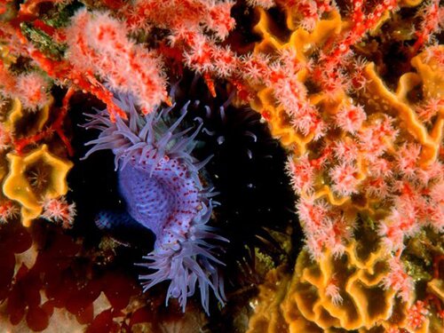 Clown fish facts: sea anemone