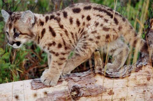 Florida Panthers Cubs