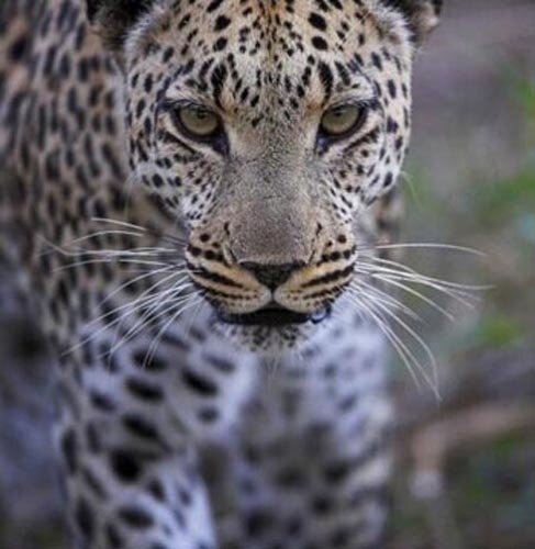 Panther facts: leopard
