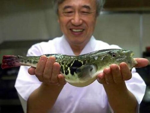 Puffer fish facts: master of fugu dishes