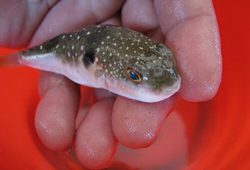 Puffer fish facts: small puffer fish