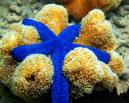 10 Interesting Starfish Facts