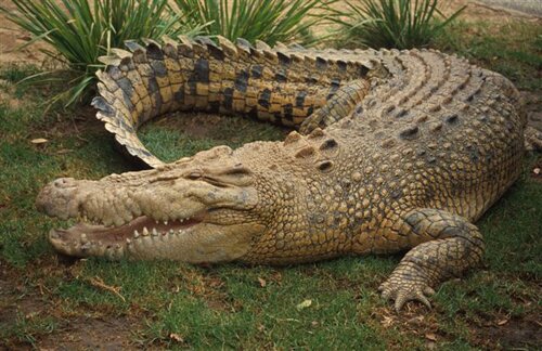 Crocodile facts: big crocodile