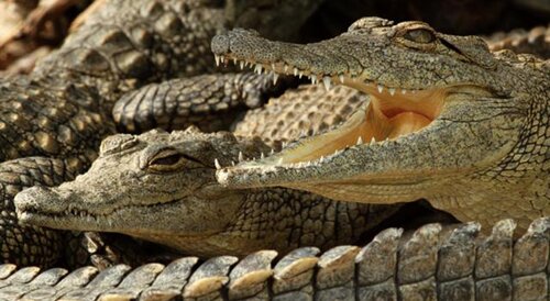 Crocodile facts: harmful crocodile