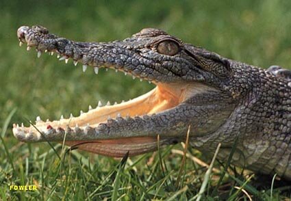 Crocodile facts: wide mouth