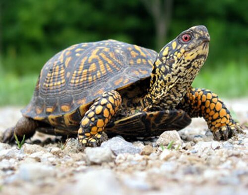10 Interesting Facts about Turtle