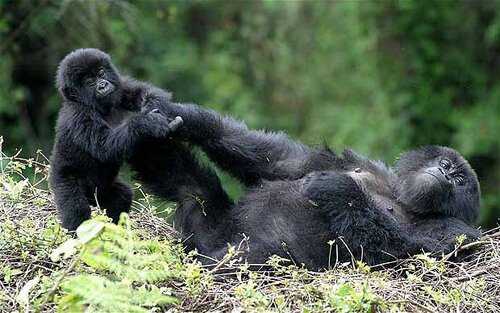 Gorilla facts: Playing Gorilla
