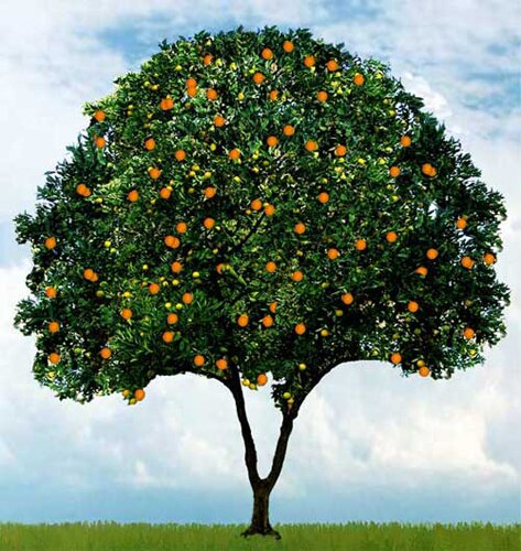 Orange facts: abundant orange