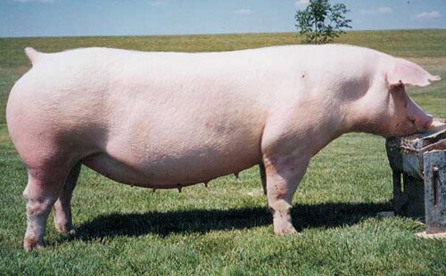 Pig facts: Sow