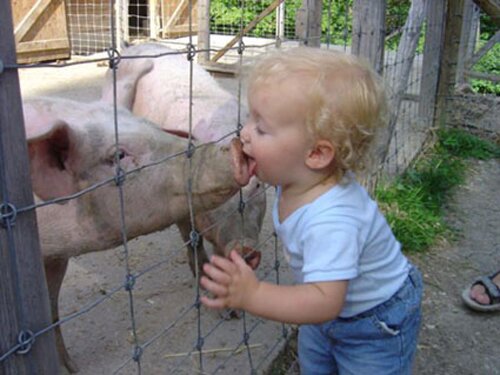 Pig facts: kid with pig