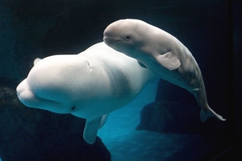 Beluga whale facts: baby beluga whale