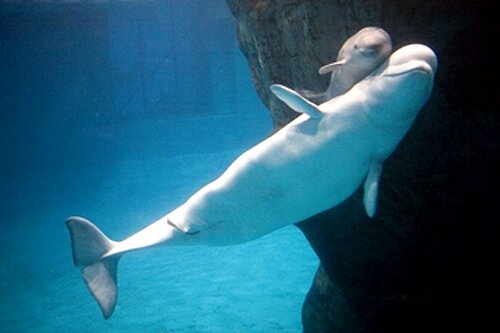 Beluga whale facts: small beluga whale