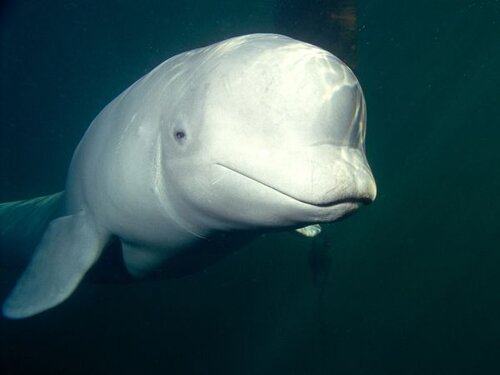 Beluga whale facts: white beluga whale