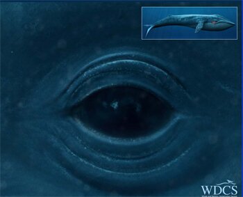 Blue whale facts: blue whale eye