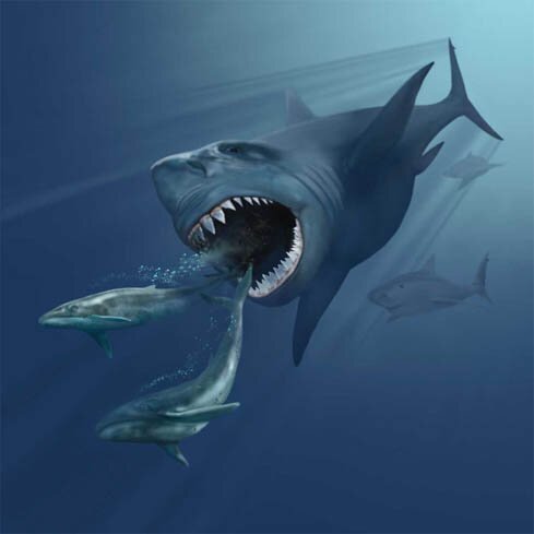 Blue whale facts: eating