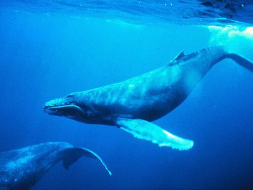 Blue whale facts: small whale