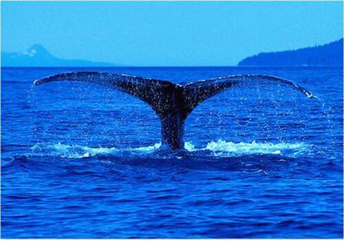 Blue whale facts: swimming