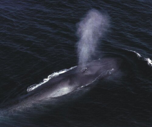 Blue whale facts: tough whale