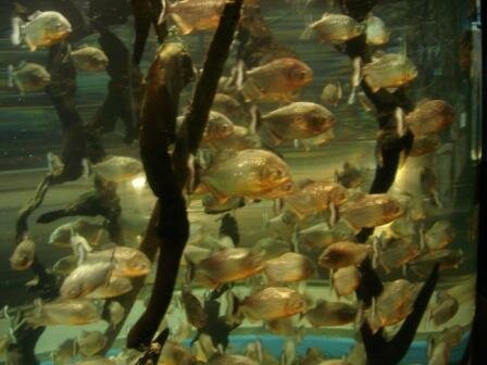 Facts about piranha: piranha fish
