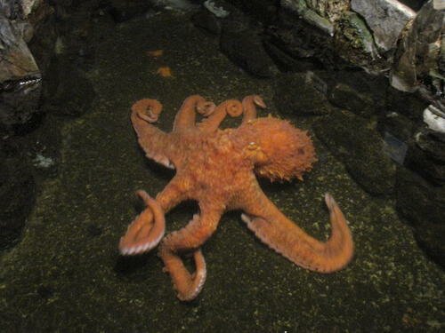 Oregon facts: Seaside Aquarium